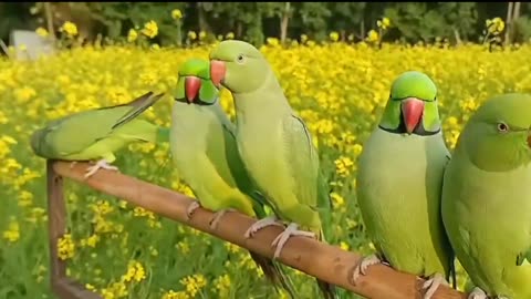 Parrots