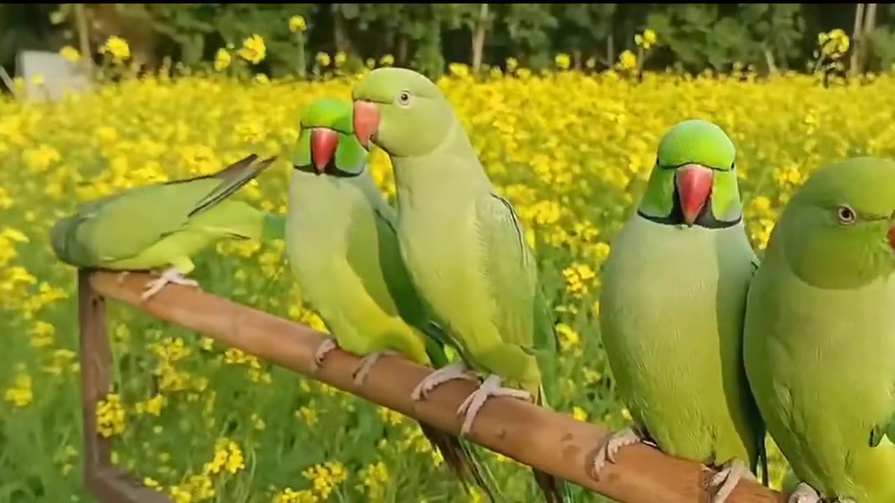Parrots