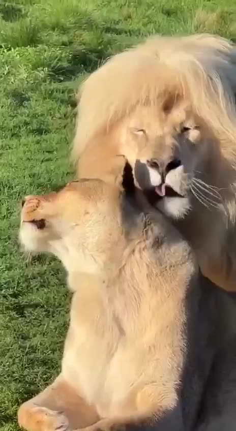Cool lions