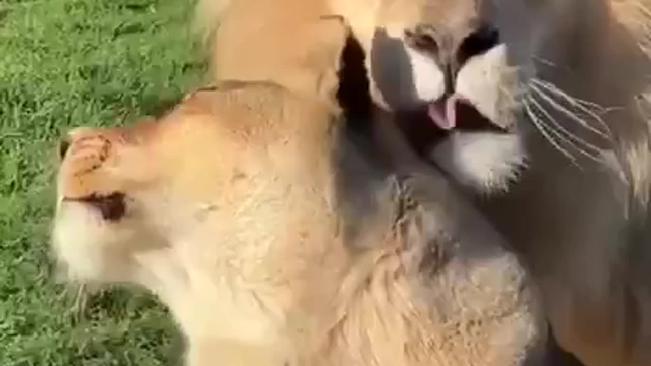 Cool lions