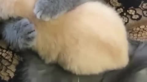 Hey😍🥰_one_in_a_million_love_a_cat😻💖🐱cute_kittens😍🐱