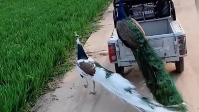 NO PEACOCK WANTS TO WALK ANYMORE