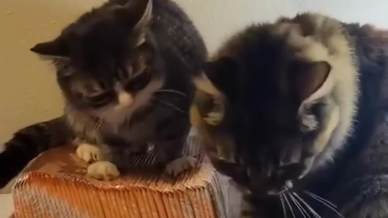 Best Funny Animal Videos of 2022Funniest Animal Cat& Dog 2022
