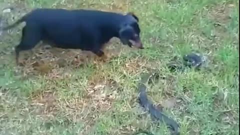 Shorts - Killing A Snake