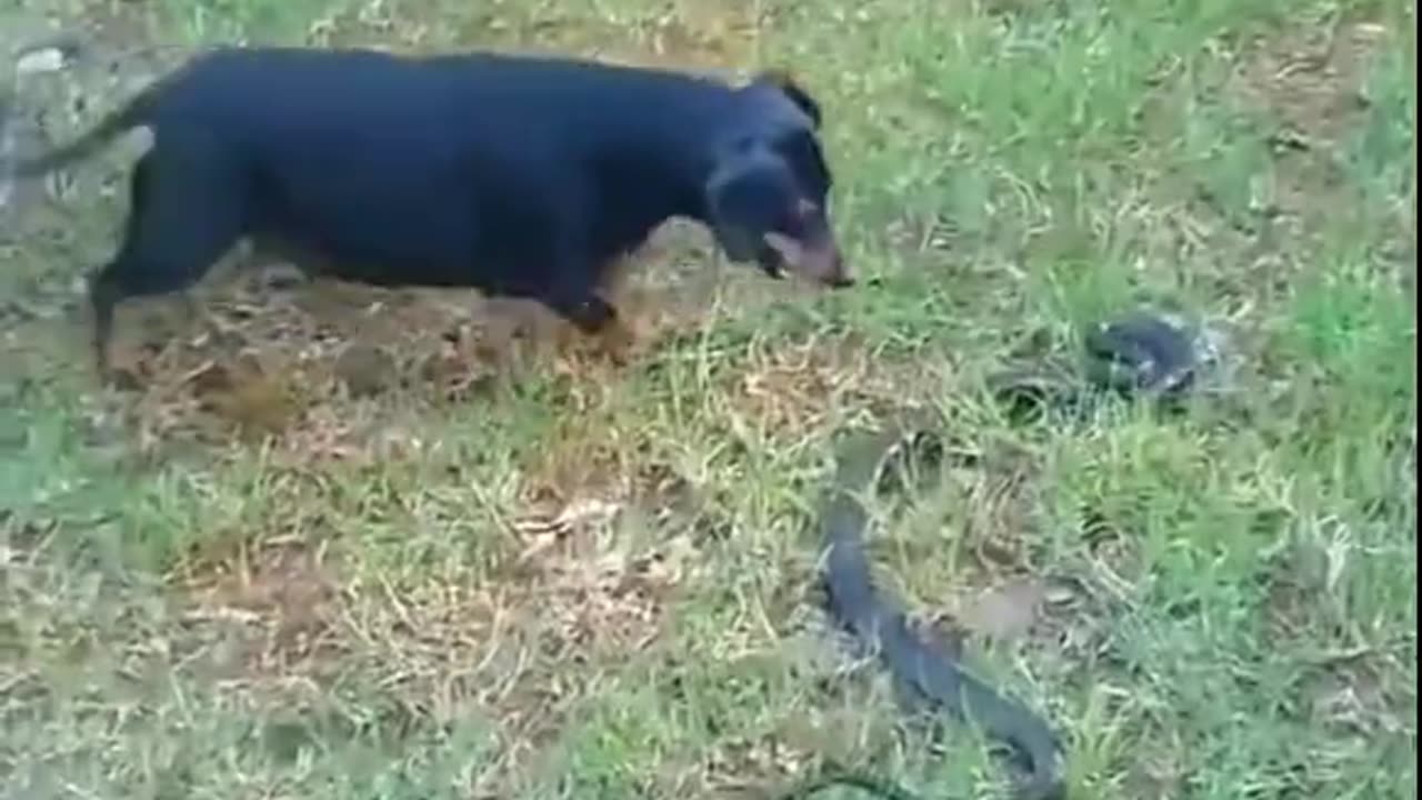 Shorts - Killing A Snake