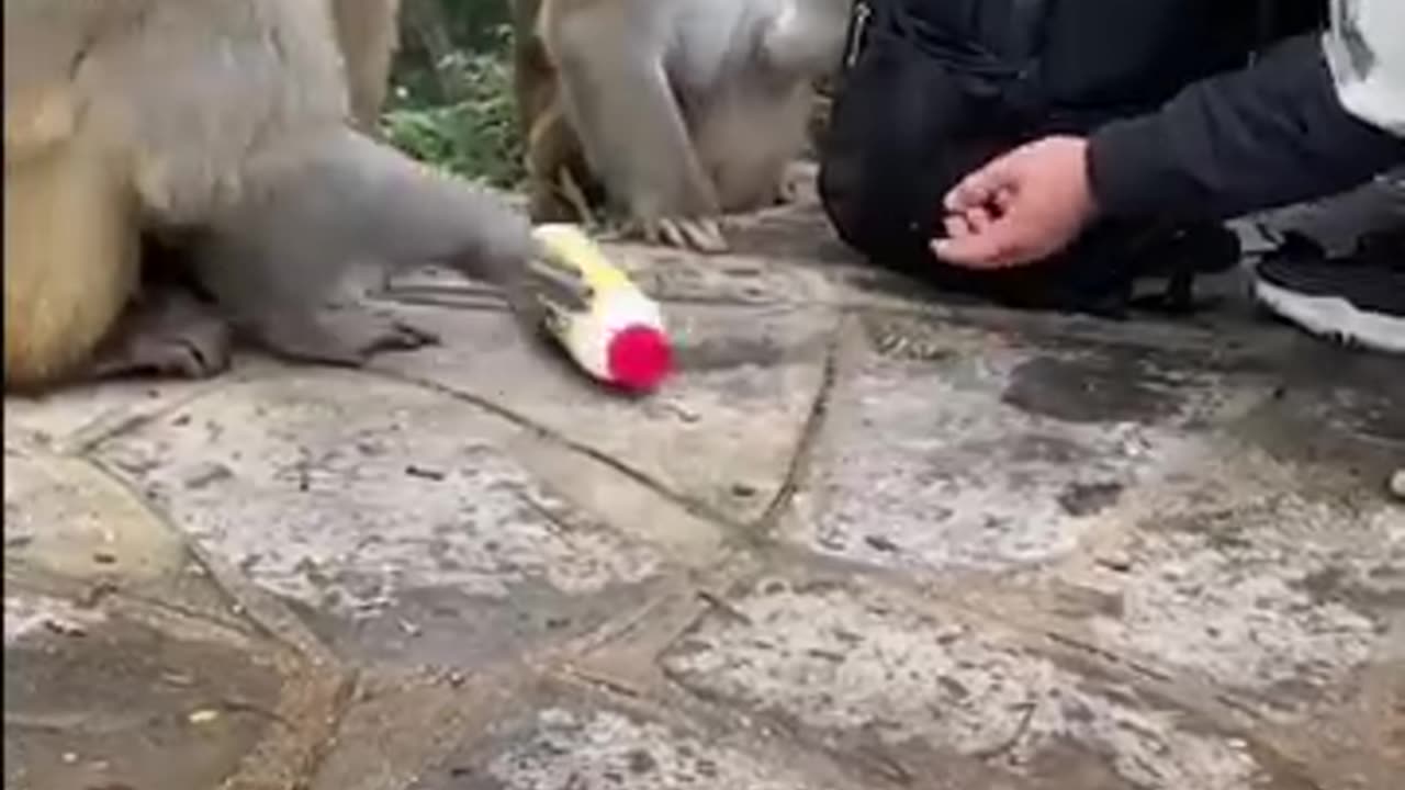 Funny attack of the bullying monkeys.