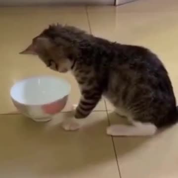 Cat and bawl, cute to watch😁