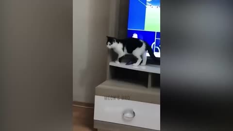 Funny cats and dogs