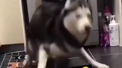 Huskey dancing skill