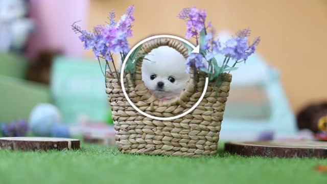 AMAZING DOLL FACE POMERANIAN! ! Teacup Puppies