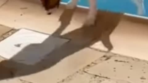 Dog 🐶 funny video