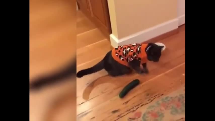 Cat's Ridiculous Reaction to Cucumber