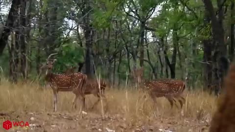 TTo Escape From Tiger Hunting But Failed_Cut