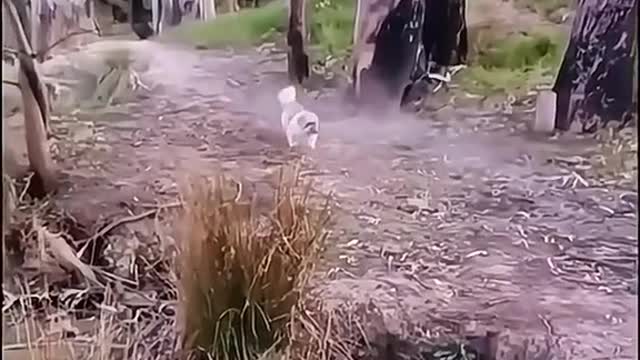 What kind of dog is this