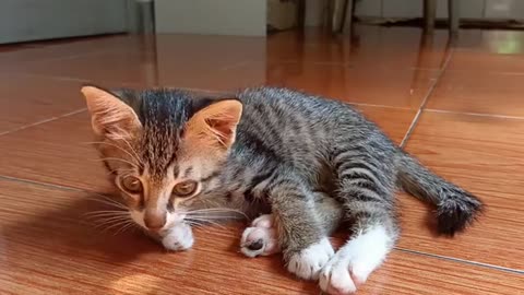 Cute kitten V.8