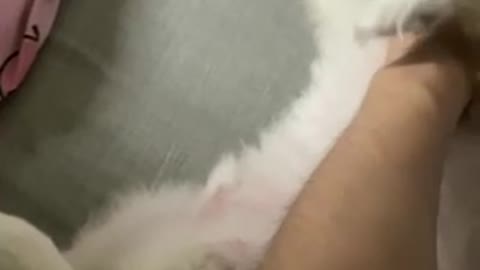 This puppy keeps his feet cool