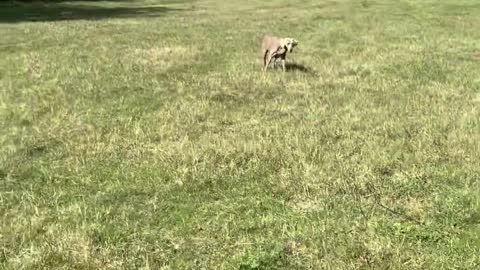 Big Dog Pulls Man into the River After Chasing a Stick