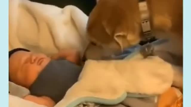 Sweet dog covers baby