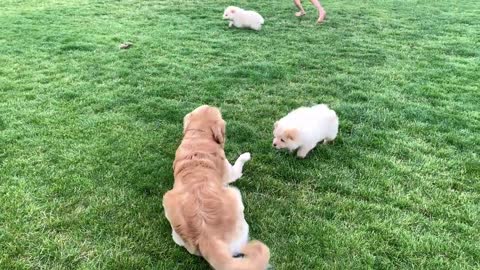 Golden Retriever Meets Chow Chow Puppies for the First Time