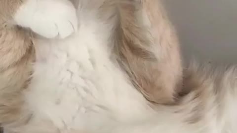 Cute and funny cat