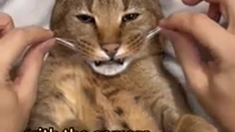 I tease my caracal cat and she allowed it's! | ariel . Caracat