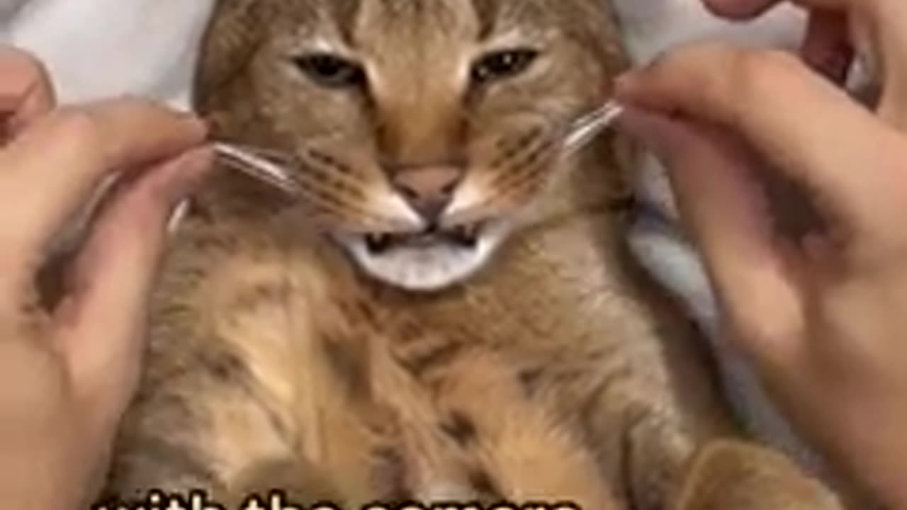 I tease my caracal cat and she allowed it's! | ariel . Caracat