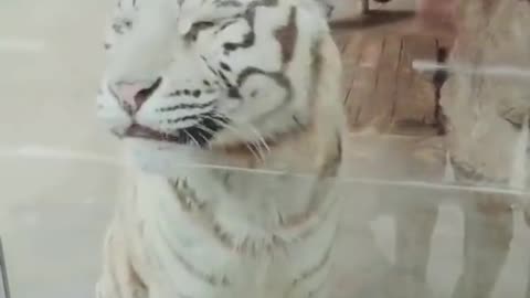 Funny video Animal..