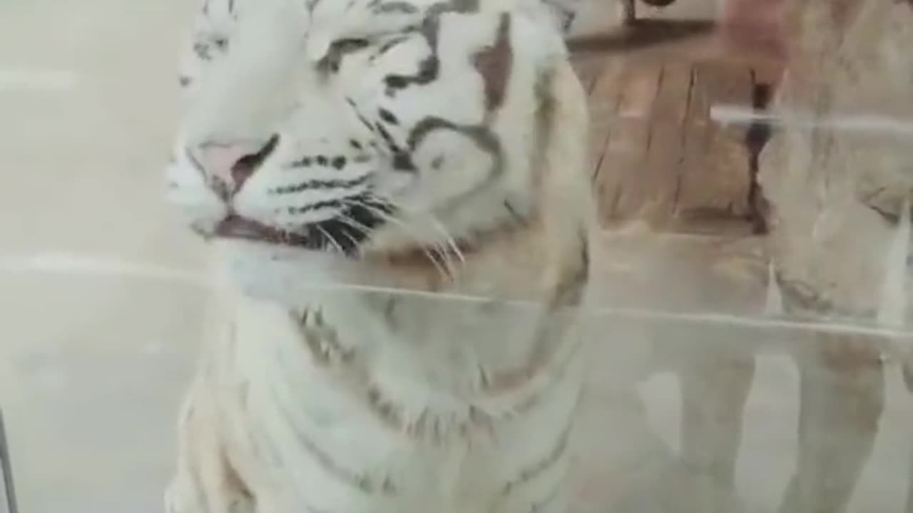 Funny video Animal..