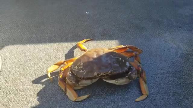 First crab of the year