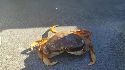 First crab of the year