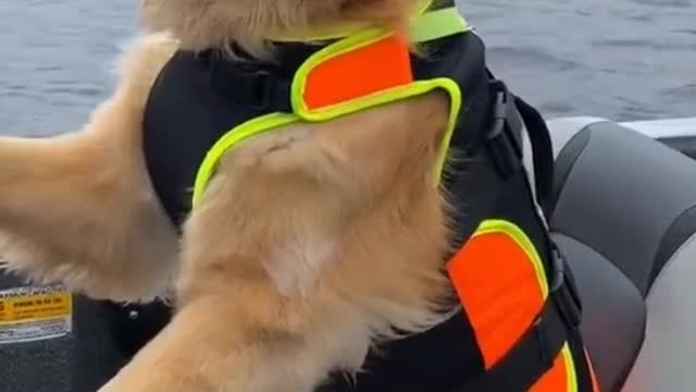 This dog is so good that he can go on a cruise