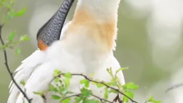 What kind of bird is this? The mouth is long and flat