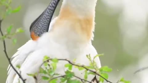 What kind of bird is this? The mouth is long and flat