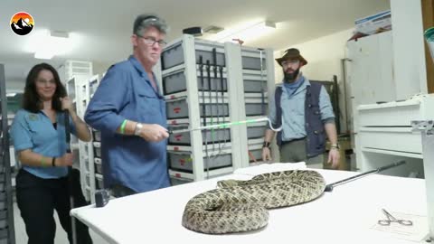 Deadliest Job in America - Snake Milker!.mp4