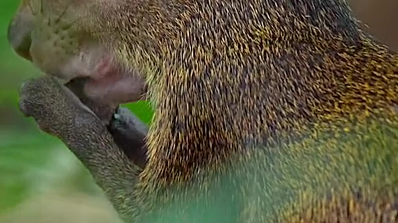 National geographic