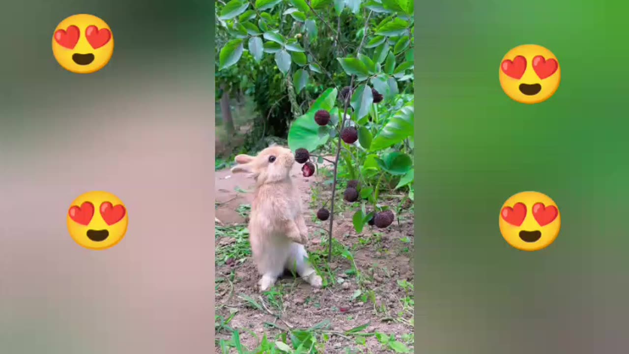 Lapin qui fait rire #animal drôle