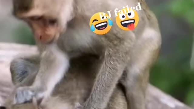 Funniest monkeys