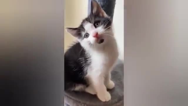 1 HOUR FUNNY CATS COMPILATION 2022😂| Super FUNNIEST Cats Videos In 2022 😂