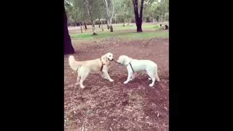 Funny dogs