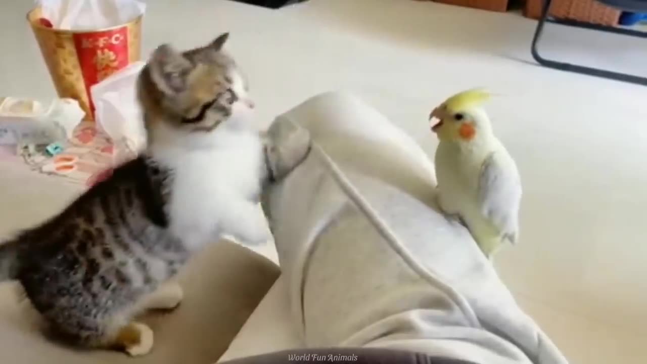 FUNNY ANIMALS VIDEOS.CATS DOGS ETC.