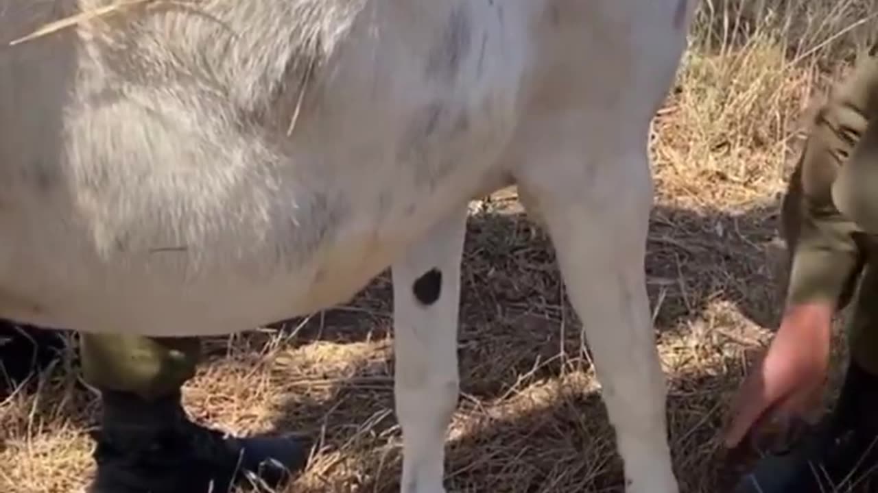 WATCH: Israeli soldiers rescue a tortured and tied up donkey they found.