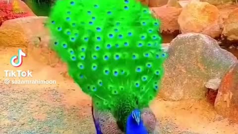 Beautiful peacock