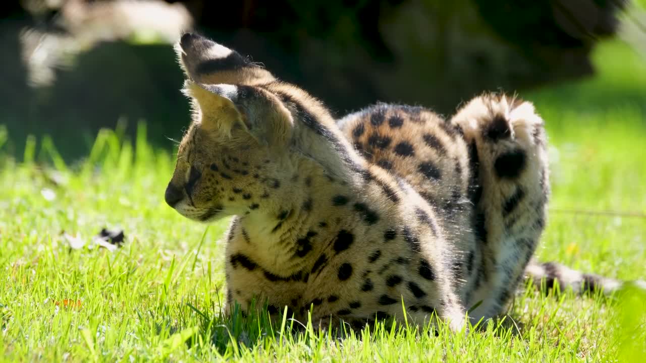 Cute Tiger Cub