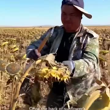 How to harvest sunflower seeds for planting