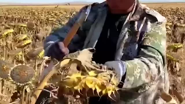 How to harvest sunflower seeds for planting