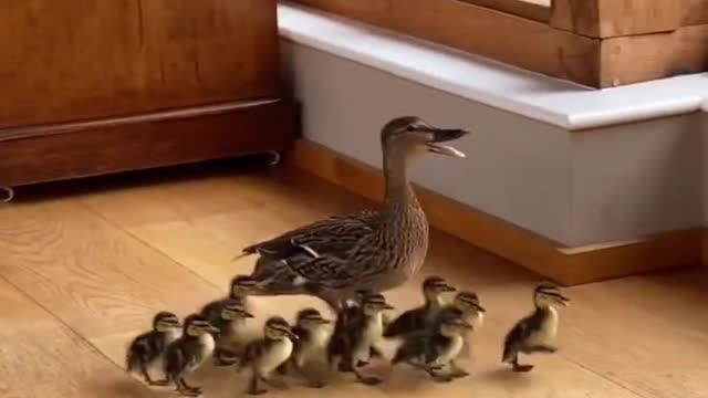 What a lovely family #ducks #ducklings