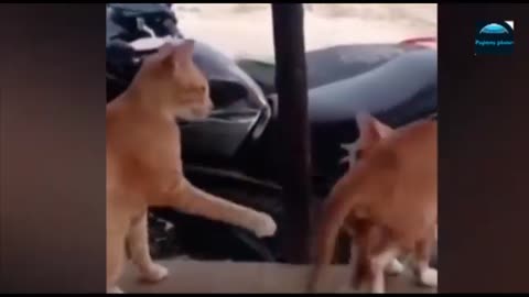 funny dogs and cats videos 2023