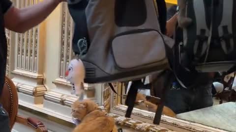 How to have afternoon tea with your cats in Paris