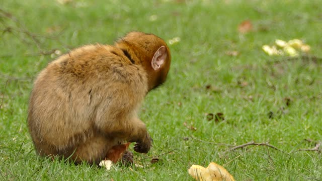 Cute monkey eating 1