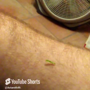 How did you get in here? #insects